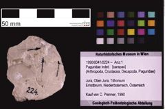 Foto (Objekt + Etiketten) von Paguridae indet. (NHMW-GEO-1990-0041-0224)